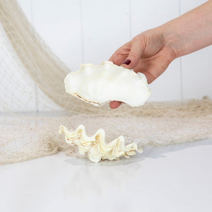 Double Clam Shell #6890