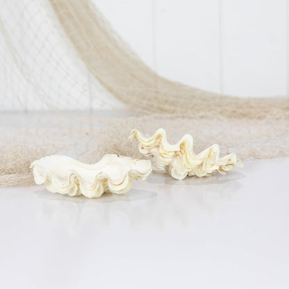 Double Clam Shell #6890