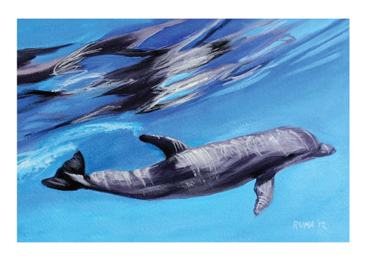 Dolphin