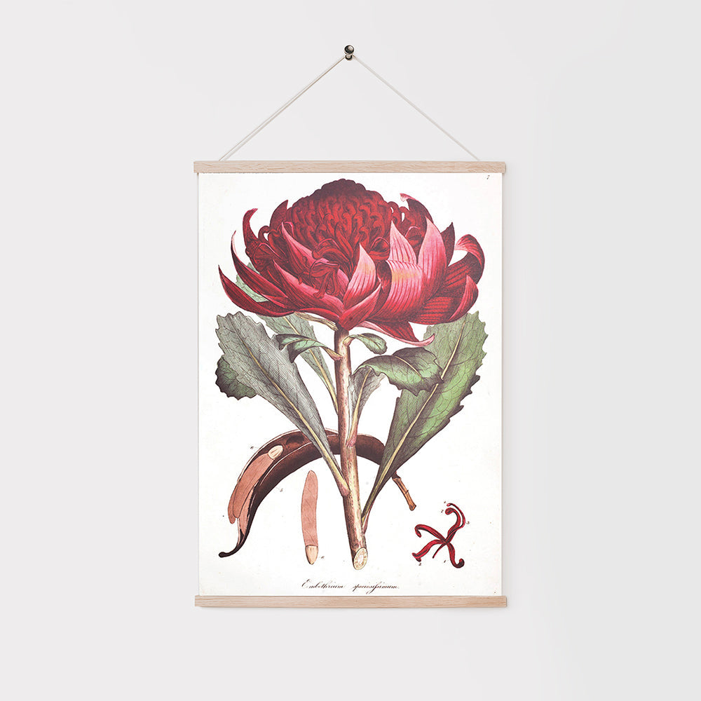 Decorative Poster - Waratah