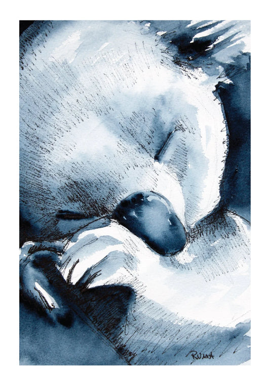 Koala Sleeping
