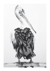 Perched Pelican
