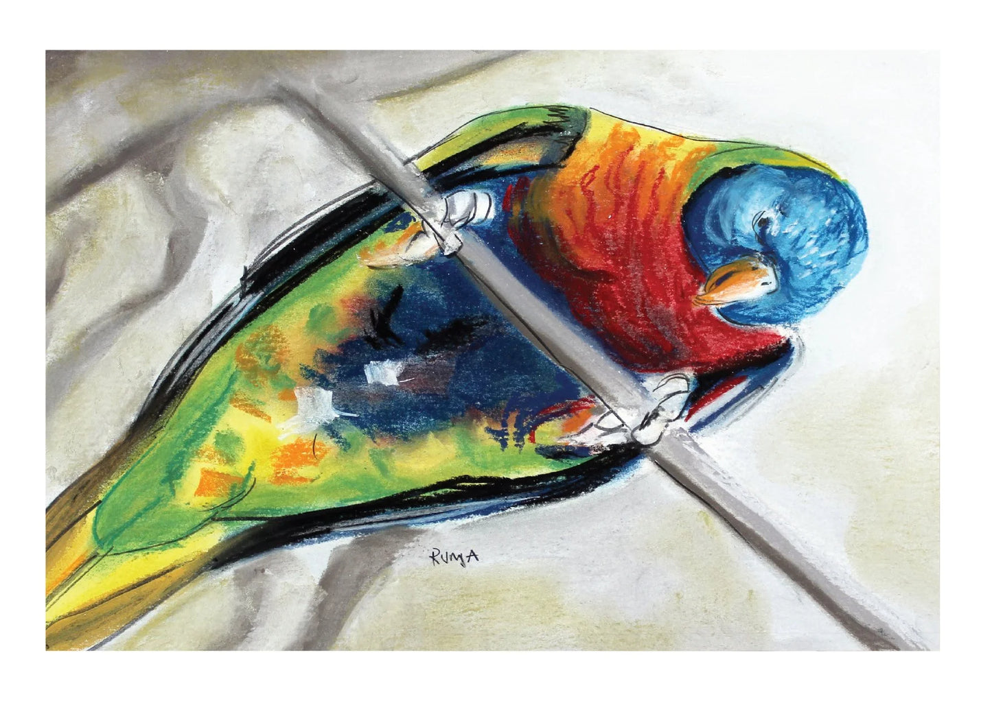 Rainbow Lorikeets
