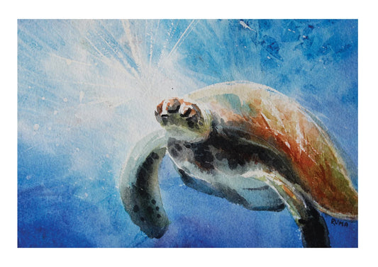 Turtle in Light