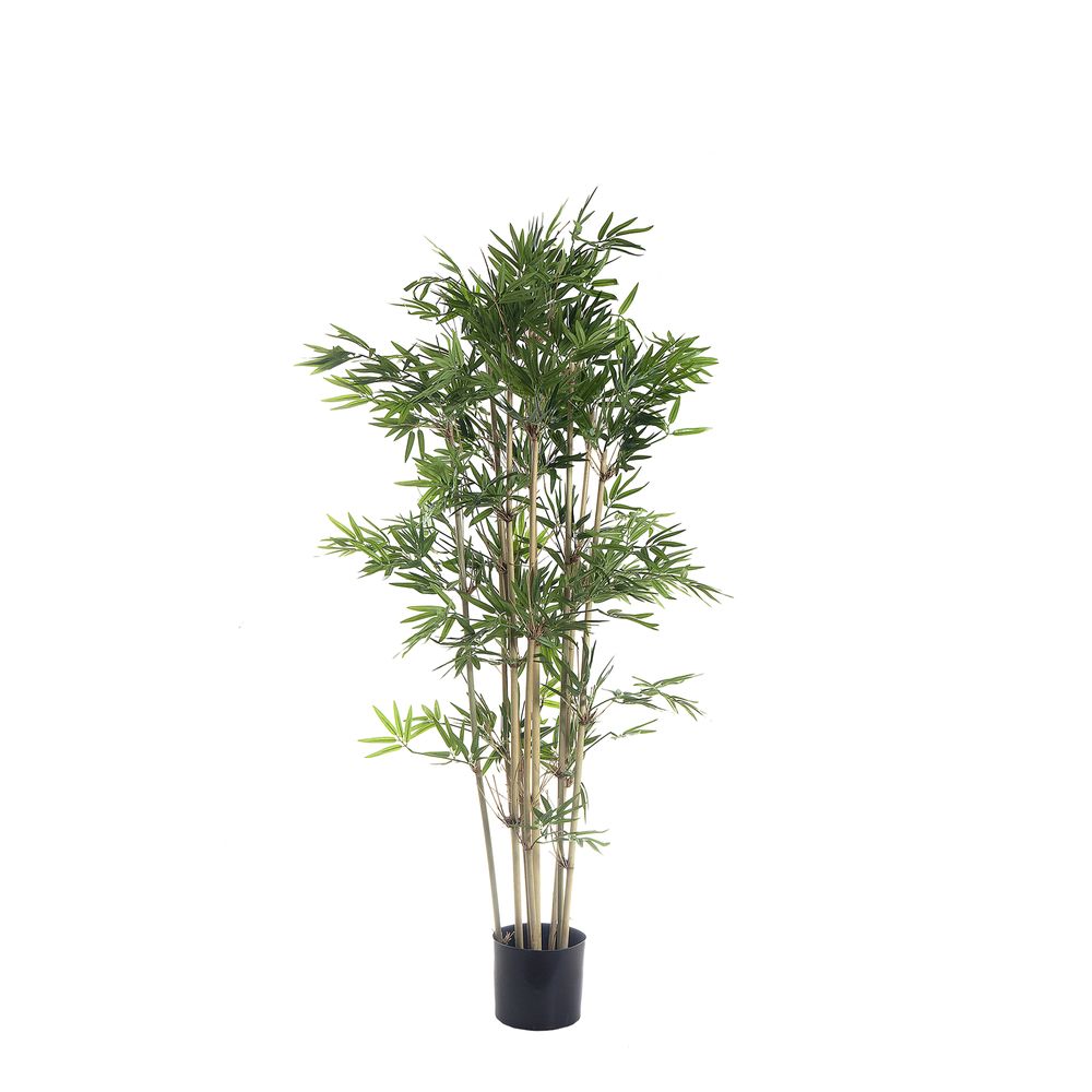 Japanese Bamboo Tree 1.2M