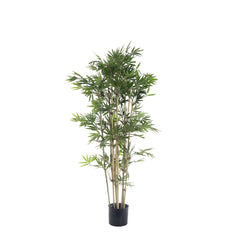 Japanese Bamboo Tree 1.2M