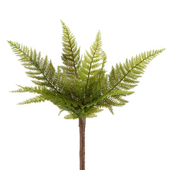 Small Native Fern Green