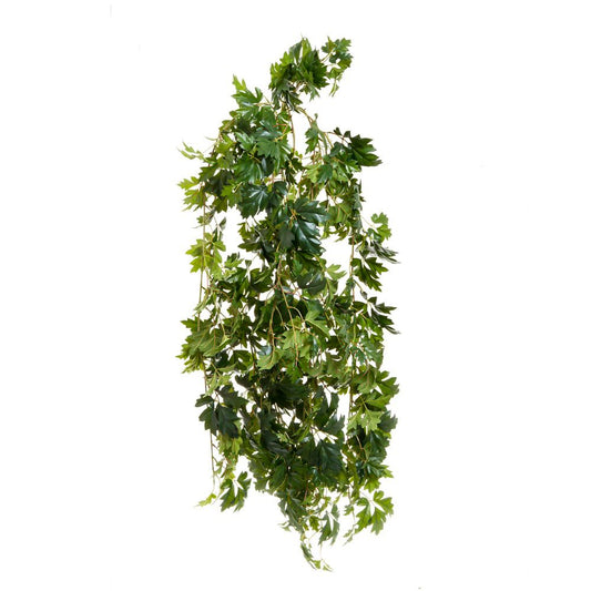 Cissus Bush Uv Coated 1.1M