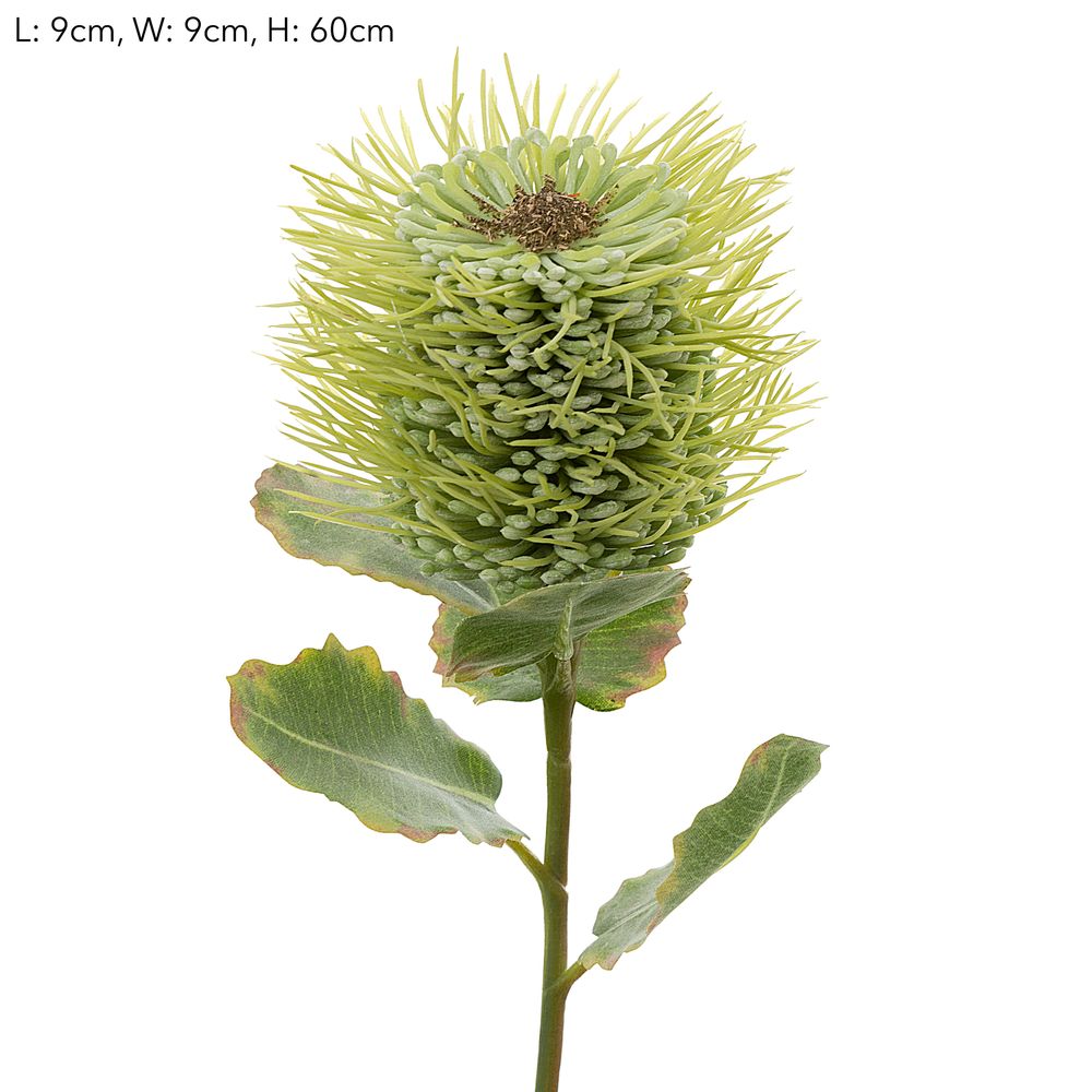 Pincushion Native Flower 60Cm Green