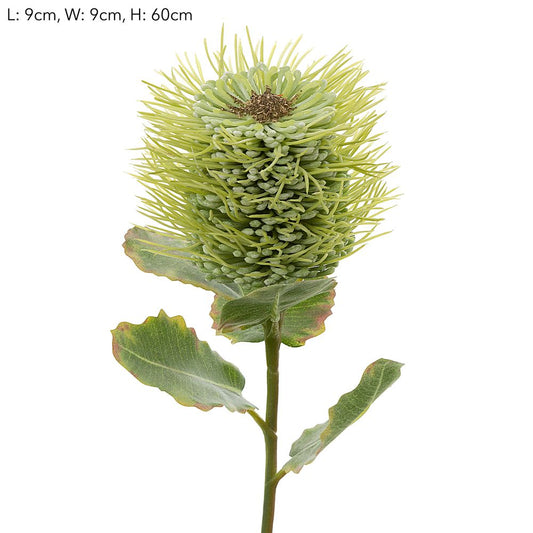 Pincushion Native Flower 60Cm Green