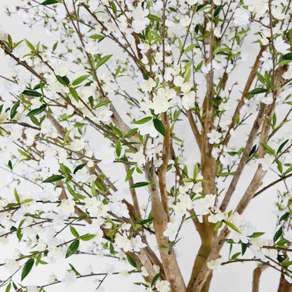 Giant Cherry Blossom Tree 2.4M White