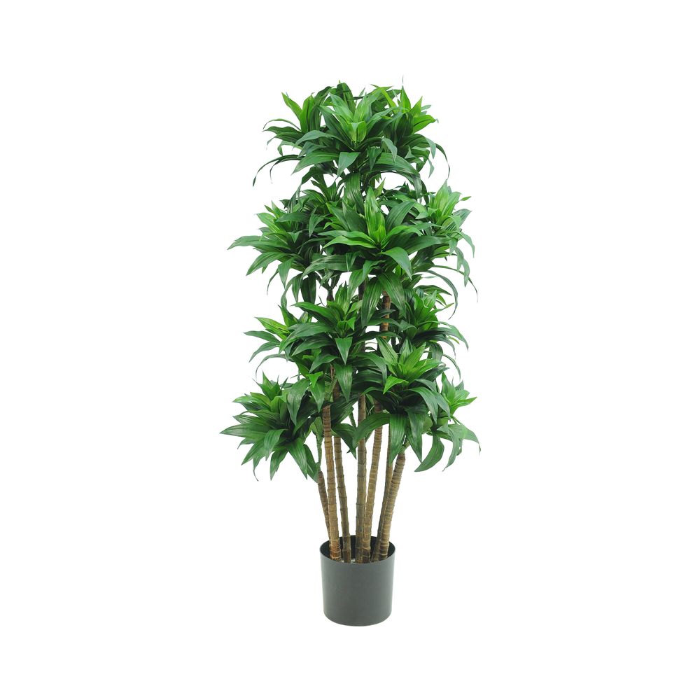 Dracaena Fragrans Multi Tree X8 / 576 Leaves Green