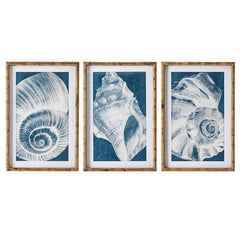 Elouera Vintage Shells Wall Art Set Of 3