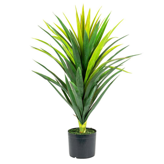 Yucca Plant In Pot 86Cm