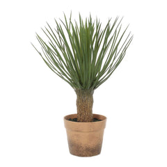 Yucca In Pot 50Cm