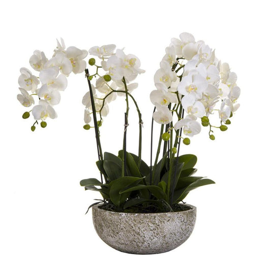 Orchid In Round Clay Pot 62Cm White
