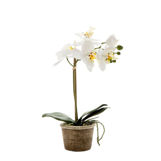 White Orchid In Antiqued Pot Small 30Cm