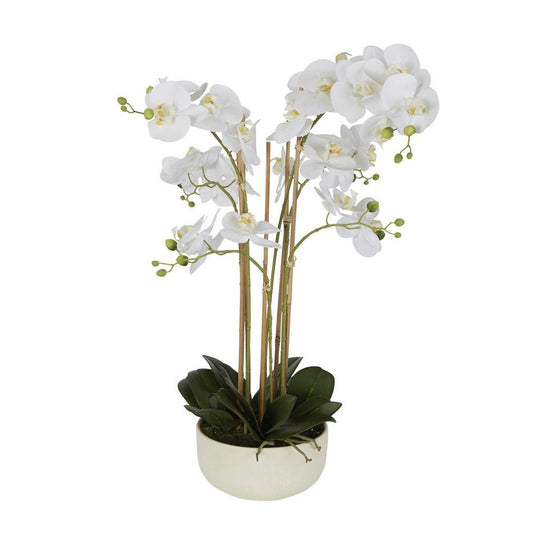 Orchid Potted Real Touch 71Cm White