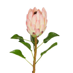 Protea Queen Stem 70Cm Pink