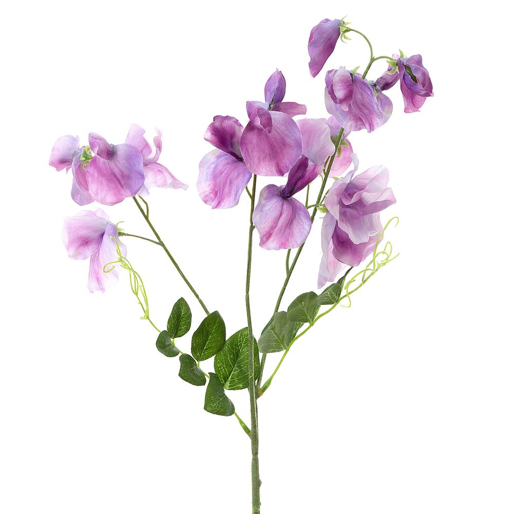 Sweetpea Spray 70Cm Lavender