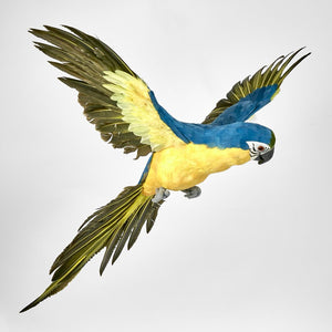 Amazonia Parrot Yellow