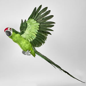 Amazonia Parrot Green