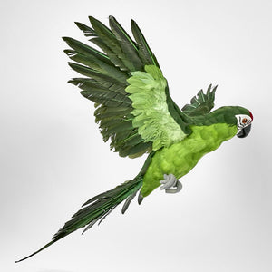 Amazonia Parrot Green