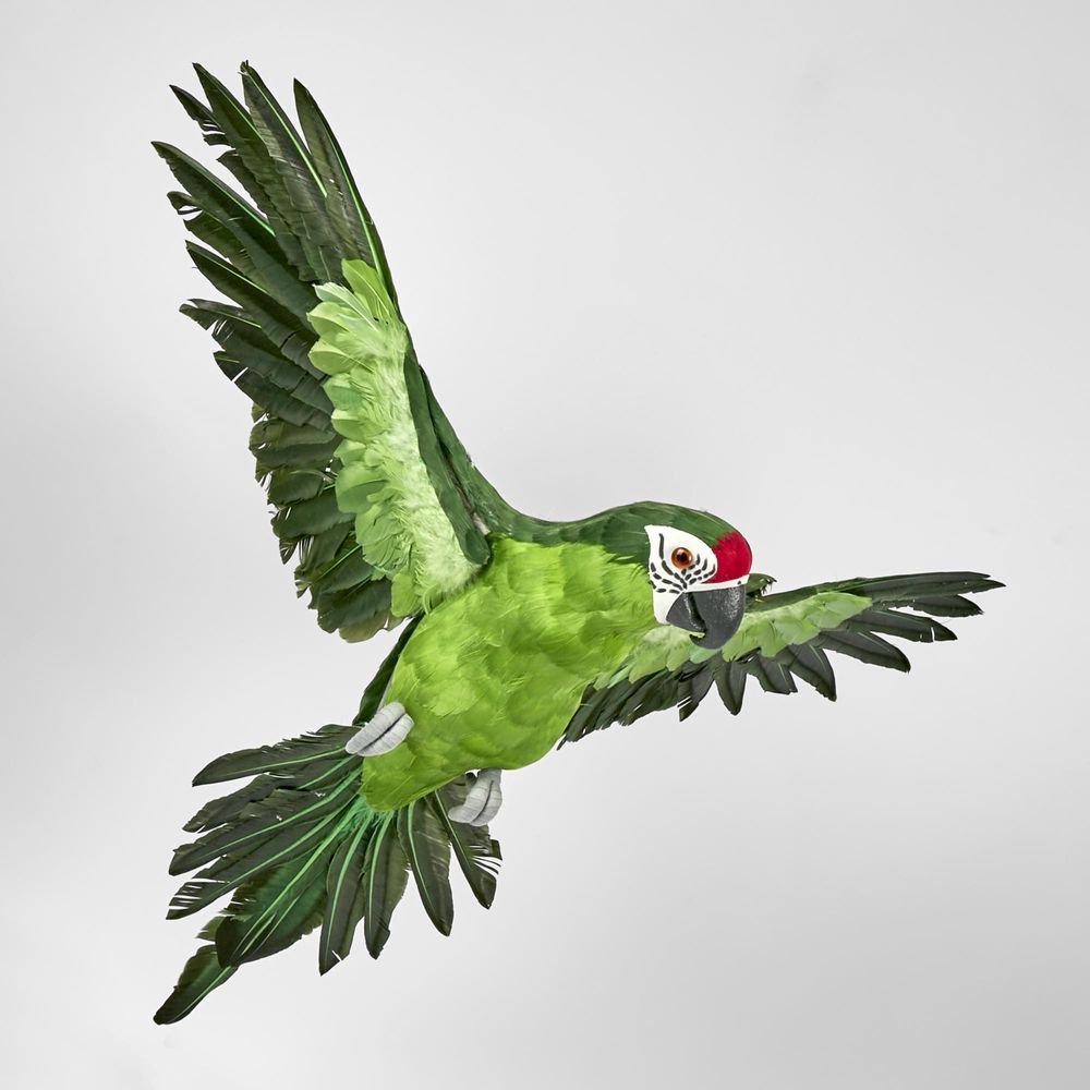 Amazonia Parrot Green