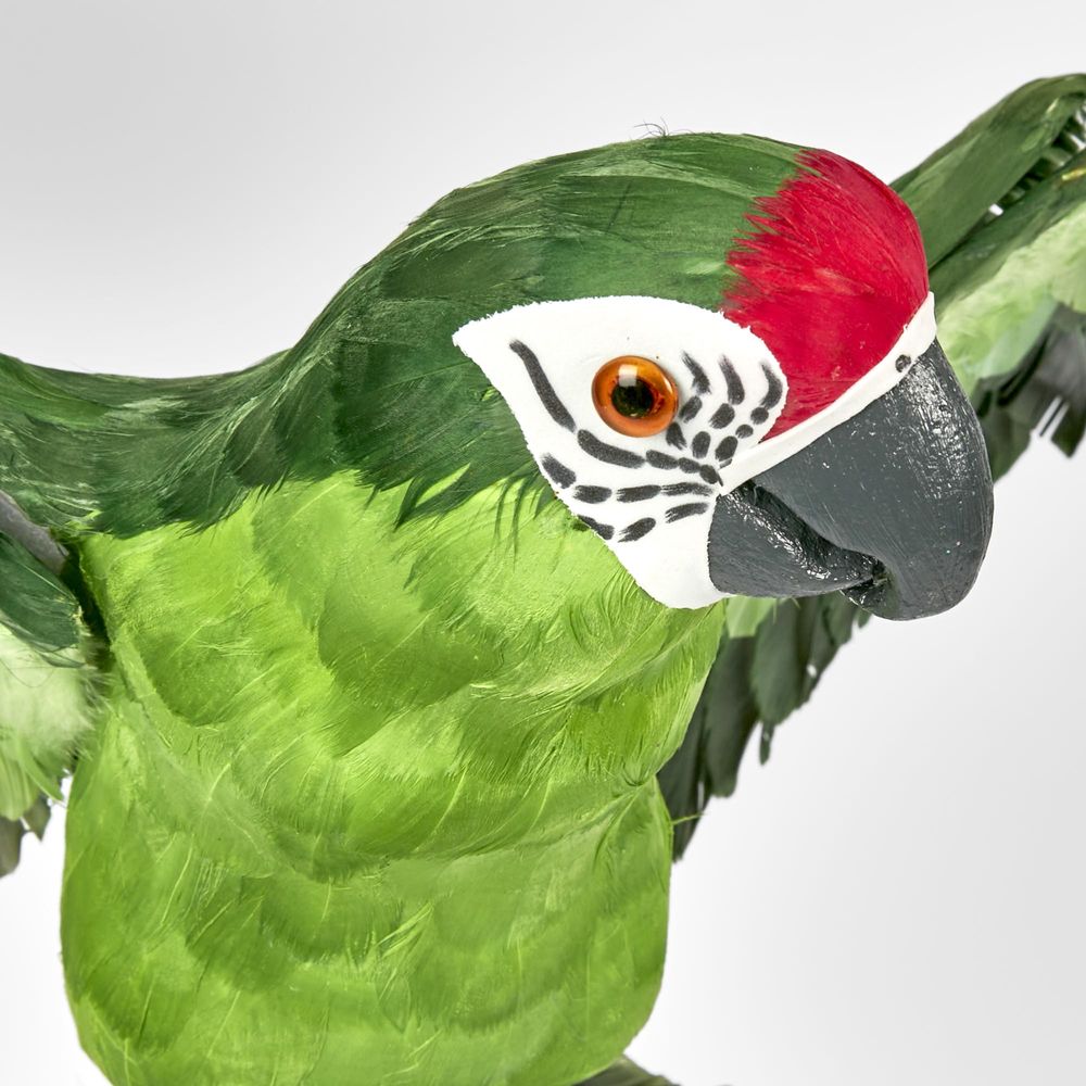 Amazonia Parrot Green