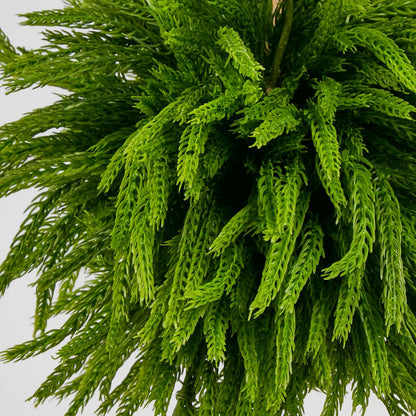 Norfolk Pine Ball Small