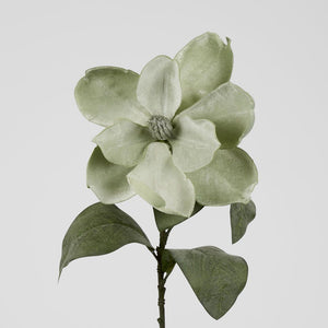 Grandiflora Velvet Magnolia Stem Green