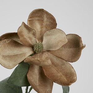 Grandiflora Velvet Magnolia Stem Brown