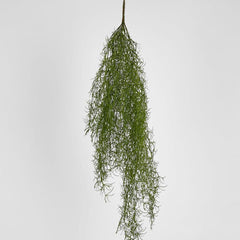 Asparagus Hanging Spray 138Cm