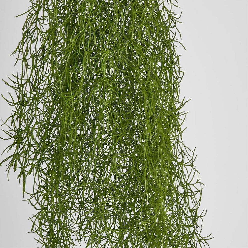 Asparagus Hanging Spray 138Cm