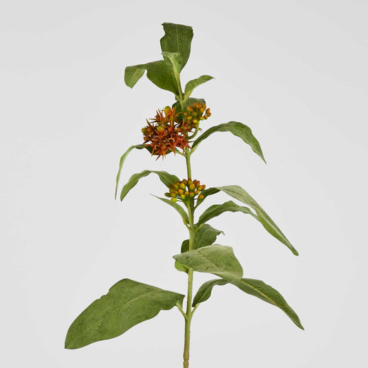 Asclepias Stem Orange 80Cm