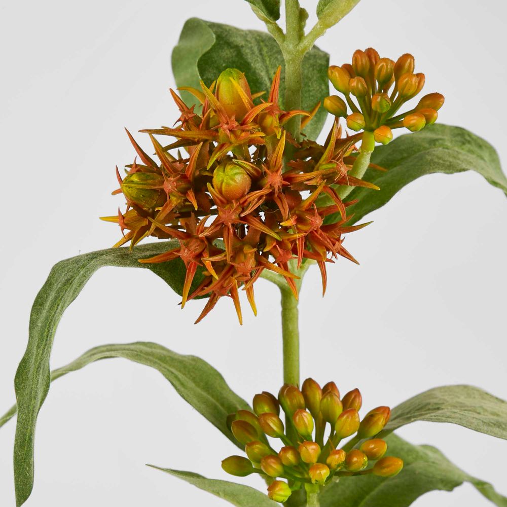 Asclepias Stem Orange 80Cm