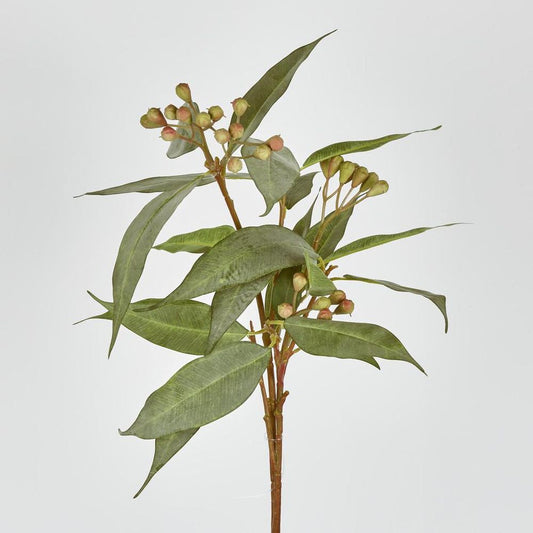 桉树种子茎89厘米