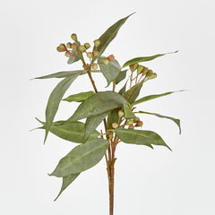 Eucalyptus Seed Stem 89Cm