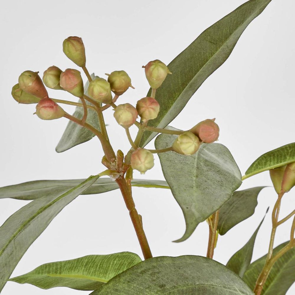 ユーカリの種子茎 89cm