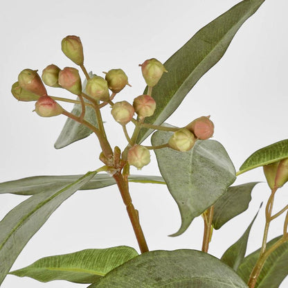 ユーカリの種子茎 89cm