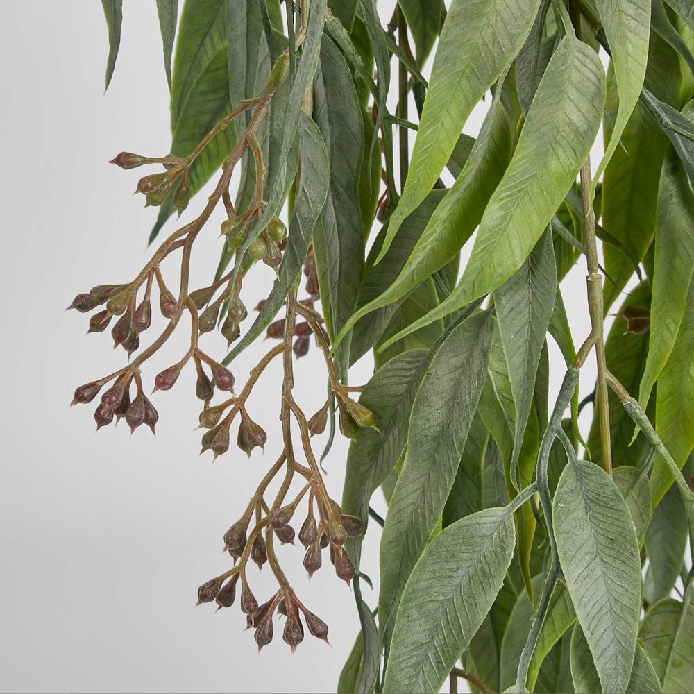 Trailing Seeded Eucalyptus Bush