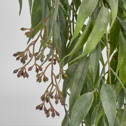 Trailing Seeded Eucalyptus Bush