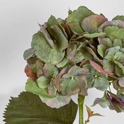 Hydrangea Large Stem With Leaves 75Cm