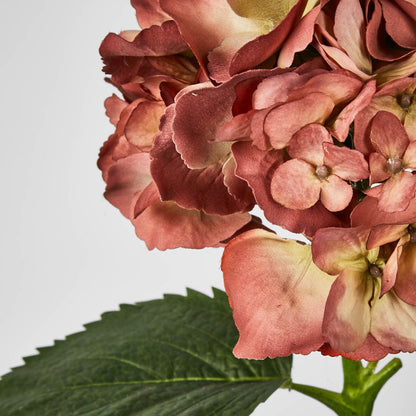 Hydrangea Large Stem With Leaves 75Cm