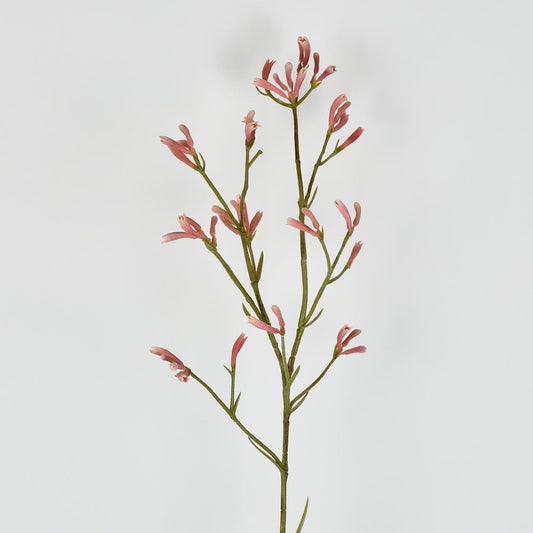 Kangaroo Paw Spray Pink 102Cm