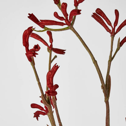 Kangaroo Paw Spray Red 102Cm