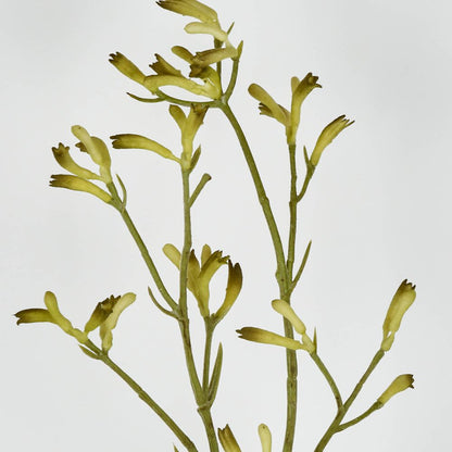 Kangaroo Paw Spray Yellow 102Cm