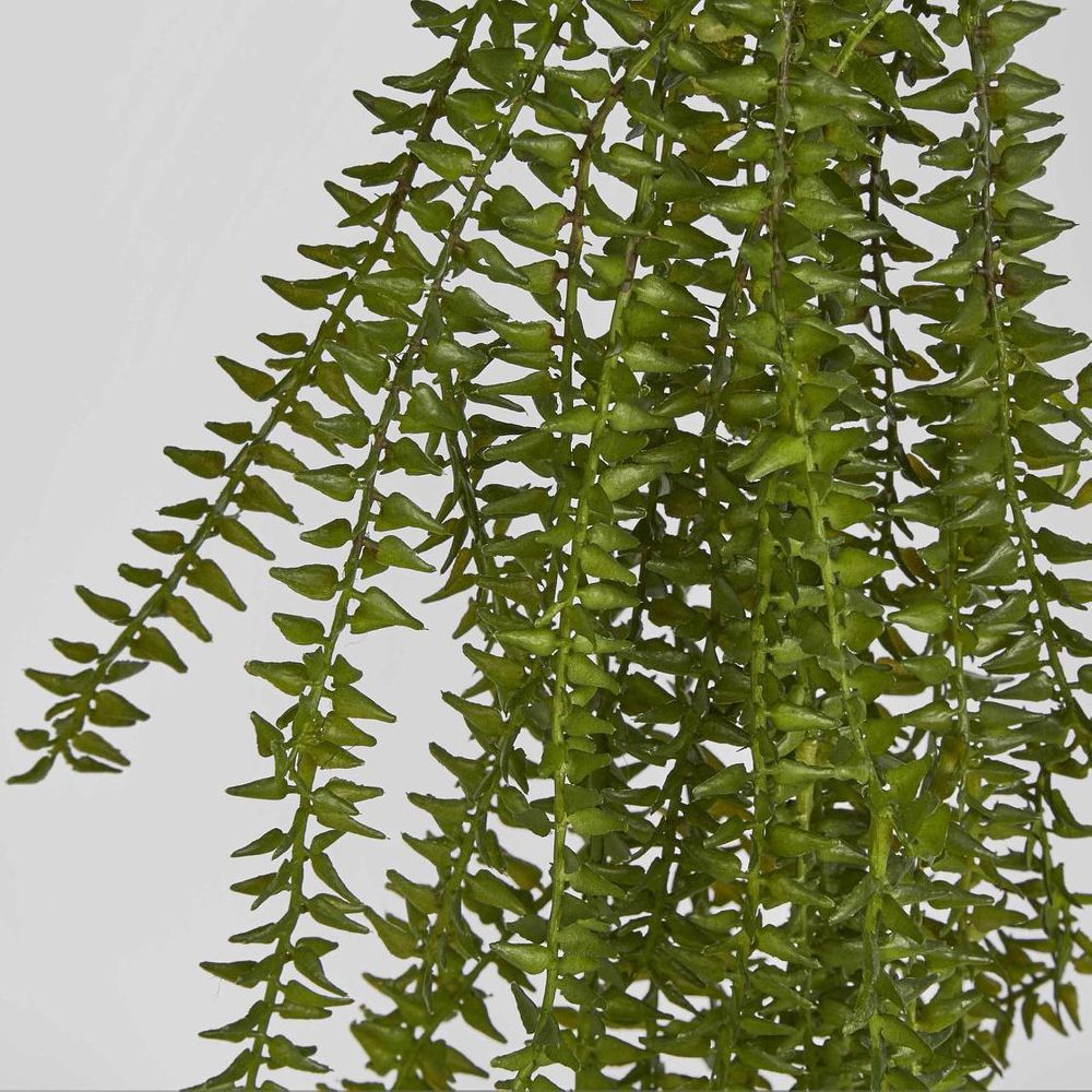 Clubmoss Hanging Vine