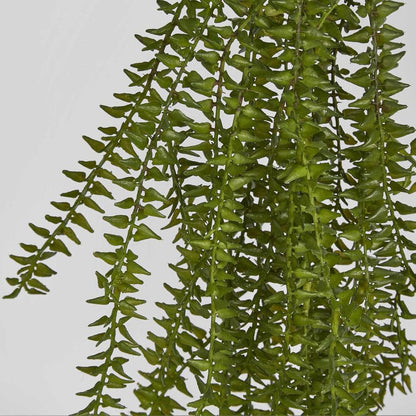 Clubmoss Hanging Vine