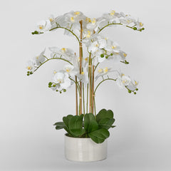 Luxe Phalaenopsis In Ribbed Bowl-9 Stems